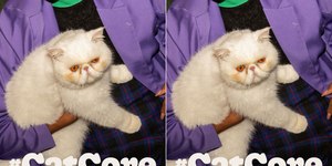 Entenda a tendência de 2025 que inclui pelos de gatos no look