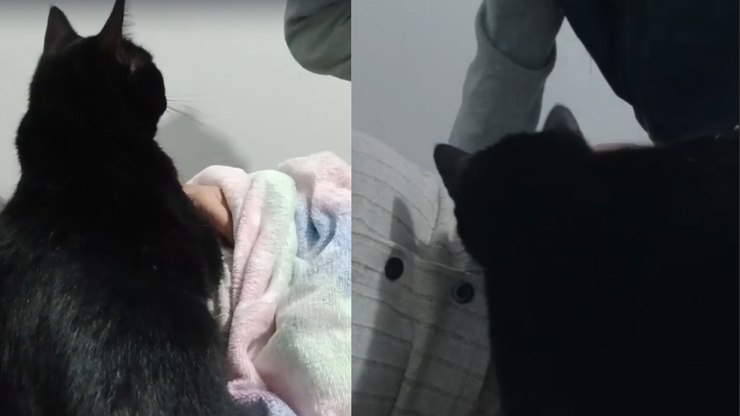 Gatinha assume missão de proteger barriga de tutora grávida