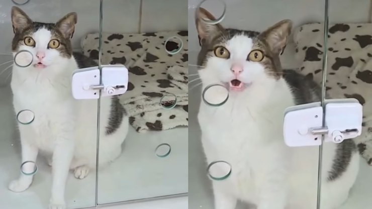 Gato fica de “castigo” após arrumar confusão com outros felinos