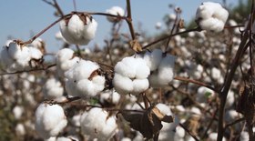 Evento da Salton foca em viticultura sustentável e negócios