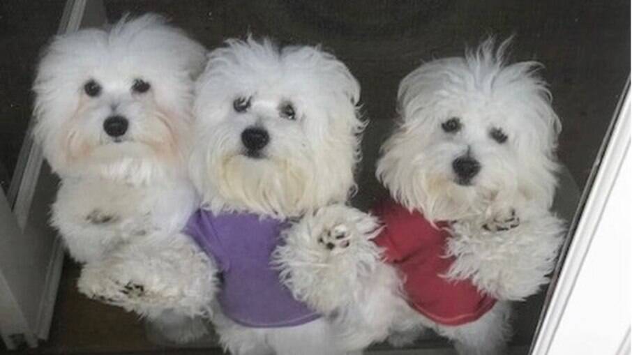 Fanny, Violet e Scarlett, cadelas de estimação da cantora Barbra Streisand