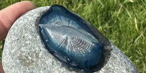 Centenas de criaturas azuis “como cristal” aparecem em praias
