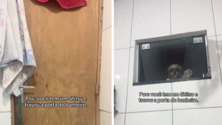 Shih Tzu tem hiperfoco na dona e a vigia pela janela do banheiro