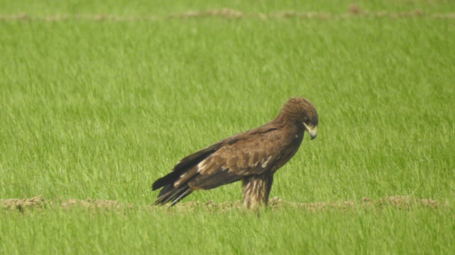 A águia-pintada-indiana vive em florestas e áreas úmidas do norte da Índia e regiões vizinhas A águia-pintada-indiana vive em florestas e áreas úmidas do norte da Índia e regiões vizinhas