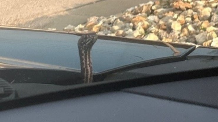 Cobra é encontrada em capô de carro e assusta moradora nos EUA
