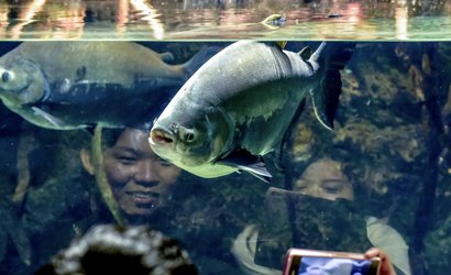 Conheça o peixe brasileiro que movimenta bilhões na China