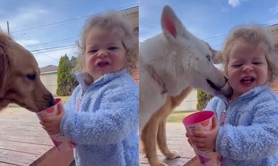 Menina recebe lambidas ao ajudar cães; entenda perigos