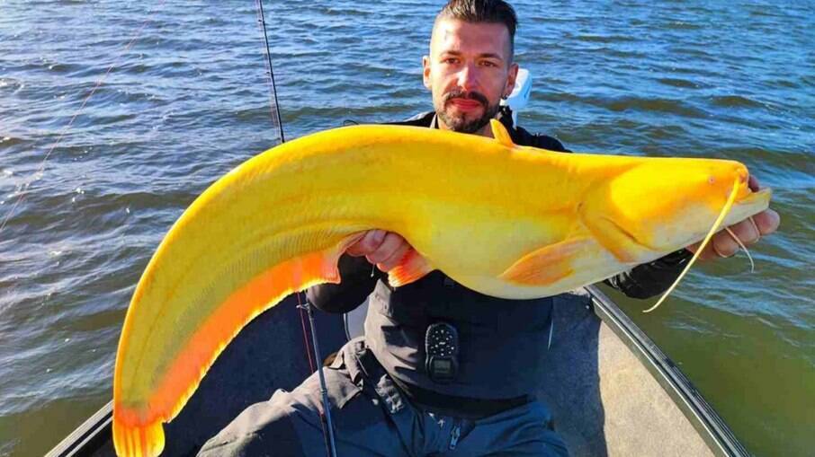 Raro bagre amarelo é capturado por pescador alemão na Holanda