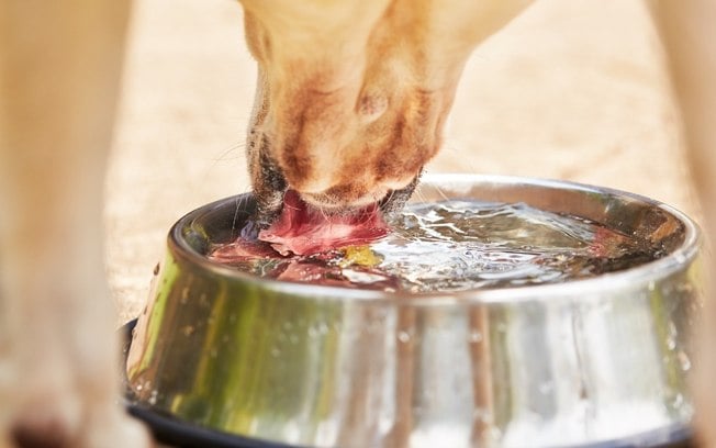 Aprenda como fazer soro caseiro para cachorro e quando usar