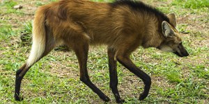 Alunos são surpreendidos com lobo-guará em escola; veja fotos