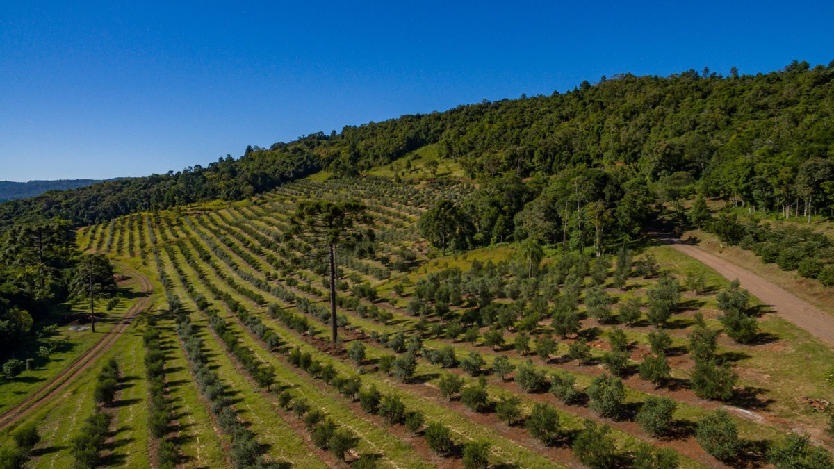 O Parque Olivas tem mais de 12 mil pés de oliveiras