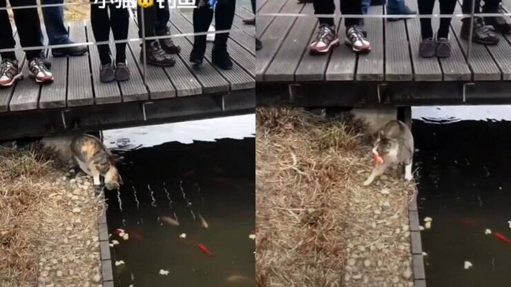 Gato pesca peixe com a boca em lago turístico e surpreende visitantes