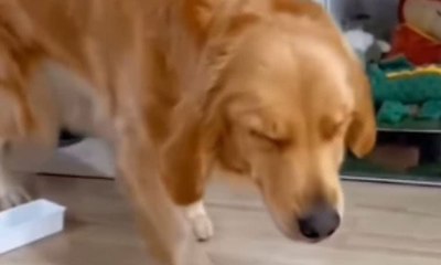 Cão 'finge' sonambulismo para roubar petiscos