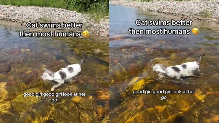 Gata aventureira mostra habilidade de natação e viraliza: 'Boa menina'