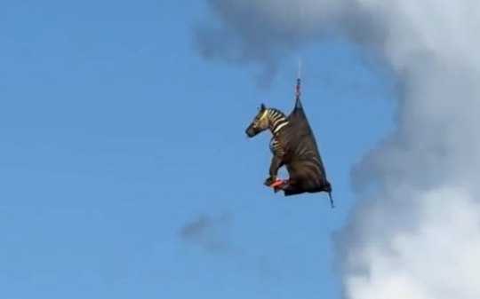 Zebra fugitiva é resgatada de helicóptero após uma semana à solta
