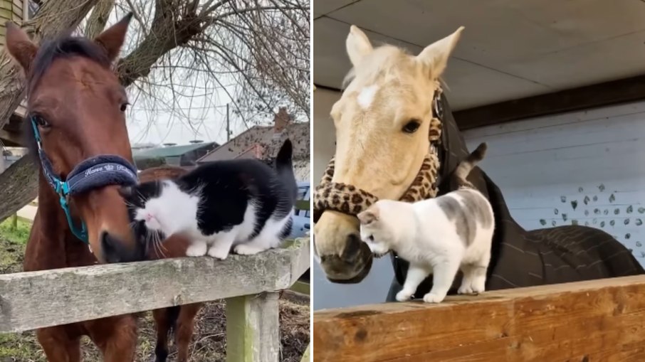 Amizade entre cavalos e gatos viraliza na web