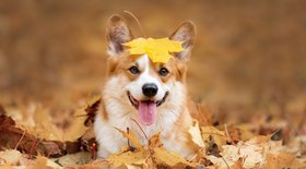 7 cuidados com os animais de estimação durante o outono