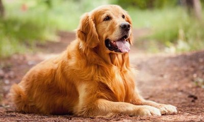 Veja cinco raças de cachorro perfeitas para quem tem filhos