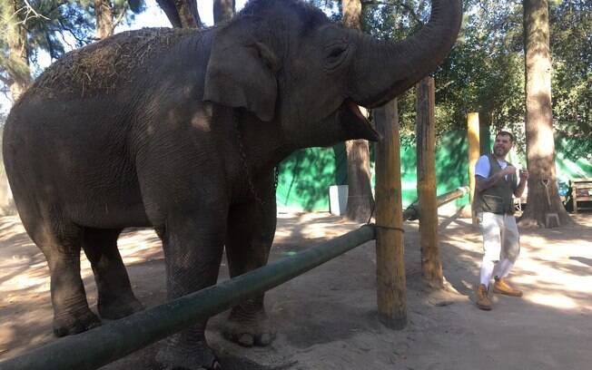 Dennys Motta enfrente o medo dos animais, ele já conheceu cobras, lhamas, vacas, macacos, cães militares, porco, entre outros