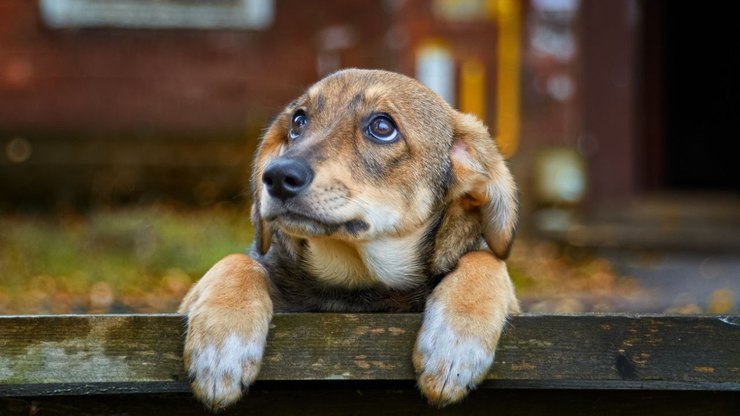 Ansiedade de separação: saiba o que é o problema e como evitá-lo com seu cão