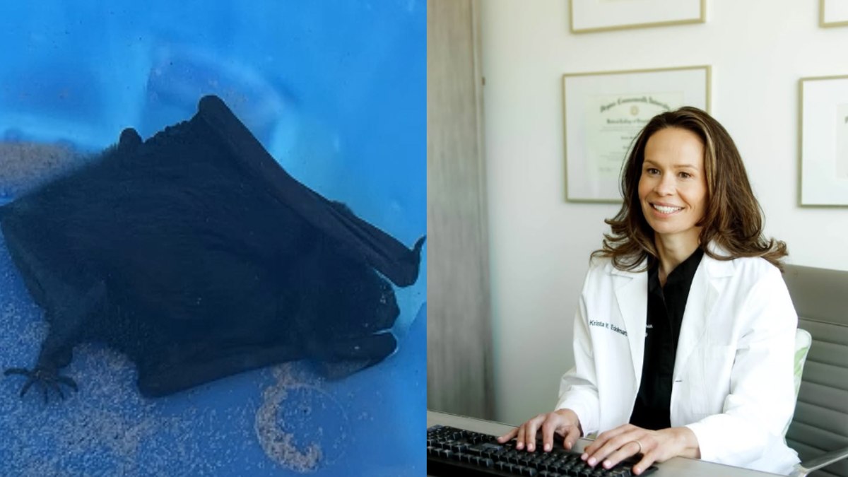 Médica sonha com rato e acorda com morcego na boca - Foto