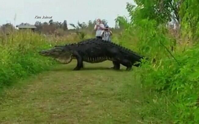 Poucas pessoas conseguiram  avistar o jacaré gigante em seu passeio pela cidade de Lakeland, na região central da Flórida