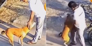 Ataque após abanar o rabo? Entenda o comportamento do cão