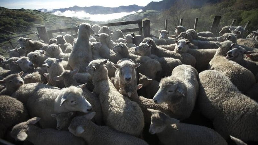 Mais de 15 mil ovelhas morrem afogadas em naufrágio de navio no Sudão