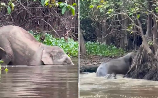 Vídeo flagra crocodilo gigante atacando elefante em rio