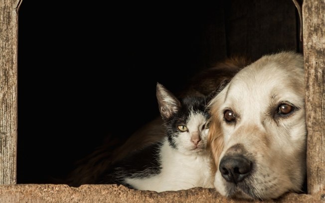 Araraquara abre licitação para controle de animais de rua