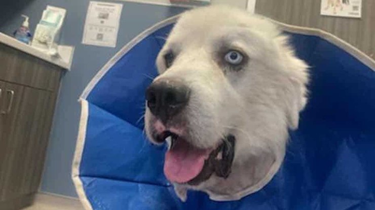 Cachorro enfrenta bando de coiotes para proteger as ovelhas do tutor