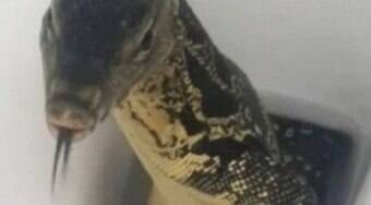 Turista encontra lagarto dentro de vaso sanitário; assista vídeo