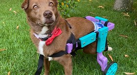 Projeto ajuda cães com deficiência a encontrarem novos lares