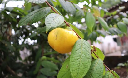 Fruta amazônica mistura sabor de maracujá, abacaxi e morango