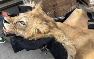 Ibama intercepta carga com partes de animais no aeroporto de GRU