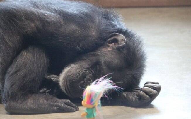 Chimpanzé que ama bonecos de trolls ganha melhor presente 