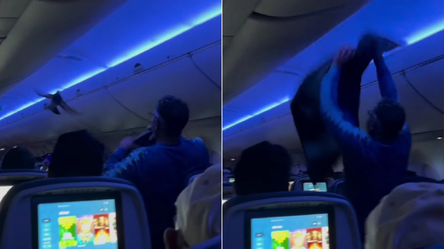 Passageiro flagrou o momento em que outro homem tentou capturar o animal. Passageiro flagrou o momento em que outro homem tentou capturar o animal.