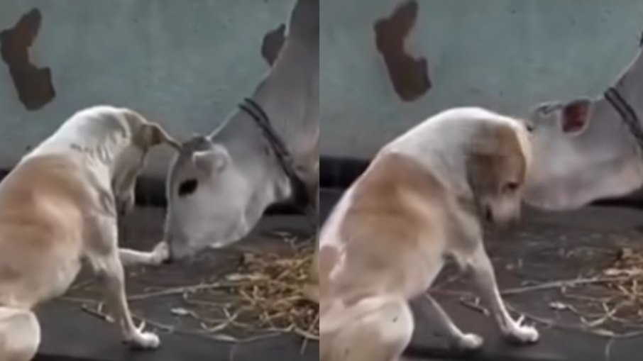 Cachorro e bezerro encantam a web Cachorro e bezerro encantam a web