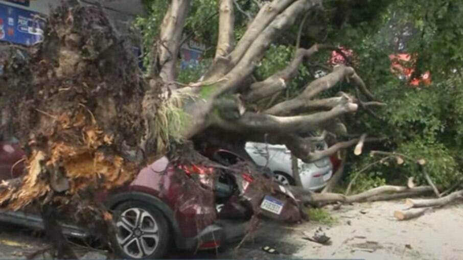 Quatro veículos ficaram destruídos após queda de árvore