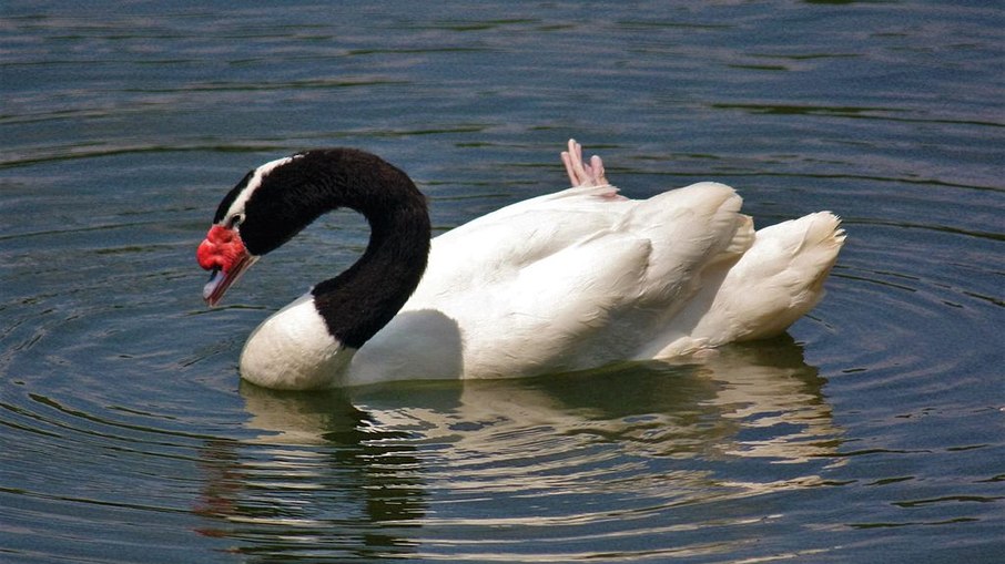 Rio Grande do Sul confirmou caso de gripe aviária em cisne-de-pescoço-preto