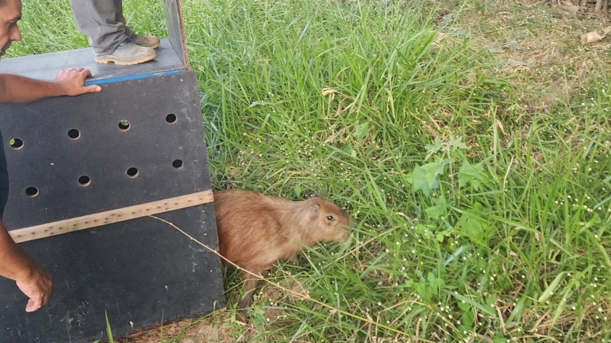 Animais silvestres reabilitados foram soltos em áreas de preservação Animais silvestres reabilitados foram soltos em áreas de preservação