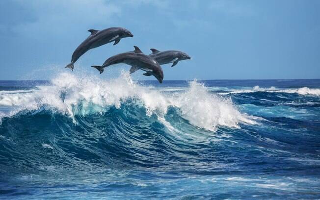 Os golfinhos são animais carismáticos que dão show nas águas