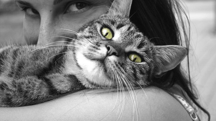 Como processar o luto da perda de um animal? Confira 7 dicas