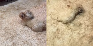 Cão viraliza ao se aconchegar em tapete: "Eles amam"