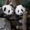 Apresentação de filhotes de panda em zoológico de Berlim. Foto: Berlin Zoo