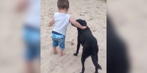 Cachorro ajuda bebê a caminhar e vídeo viraliza
