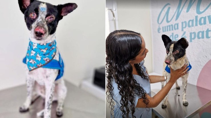 Veterinária mostra evolução de cão ferido em acidente de avião