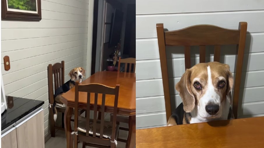 Na 'greve', beagle permaneceu sentado na cadeira esperando pacientemente que os tutores mudassem de ideia sobre decisão