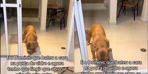 Cão fica traumatizado após bater cara no vidro e solução viraliza