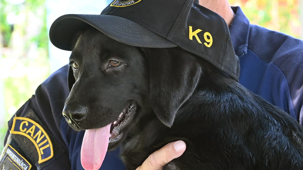 Cão labrador receberá treinamento para operações de faro Cão labrador receberá treinamento para operações de faro